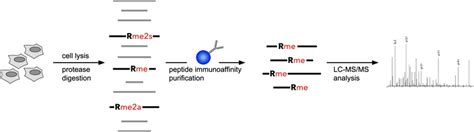 General Procedure Of Large Scale Mass Spectrometry Analysis Of Cellular