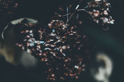 Free Images Tree Water Nature Branch Light Plant Sunlight Leaf