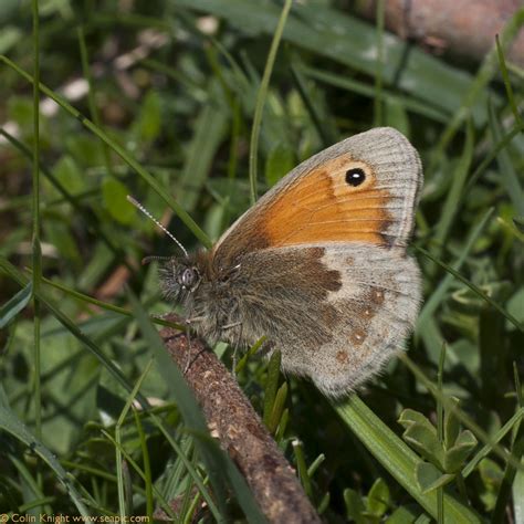 Postcards From Sussex Small Heaths Join The Skippers At Mill Hill