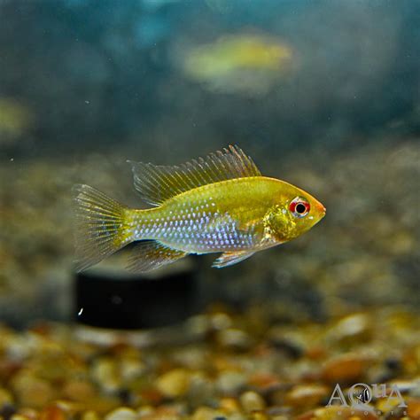 Gold Ram Mikrogeophagus Ramirezi Aqua Imports