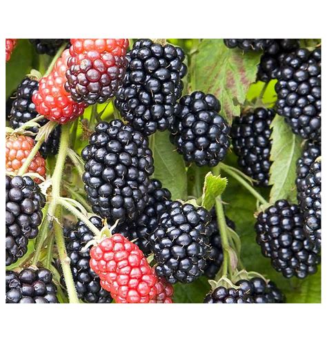 Blackberry Plants Triple Crown Price Includes Four 4 Plants