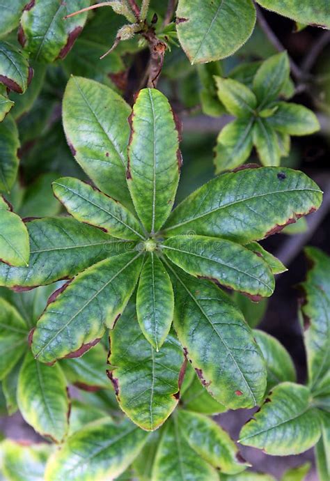 Iron Deficiency In Strawberry Plant Chlorosis Stock Image Image Of