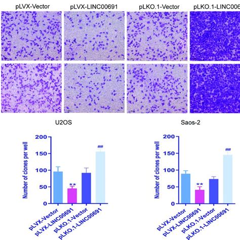 Lncrna Linc Regulates The Invasion Of Osteosarcoma Cells A