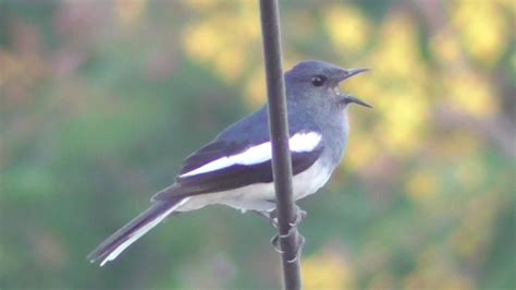 Female Oriental Magpie Robin Singing YouTube