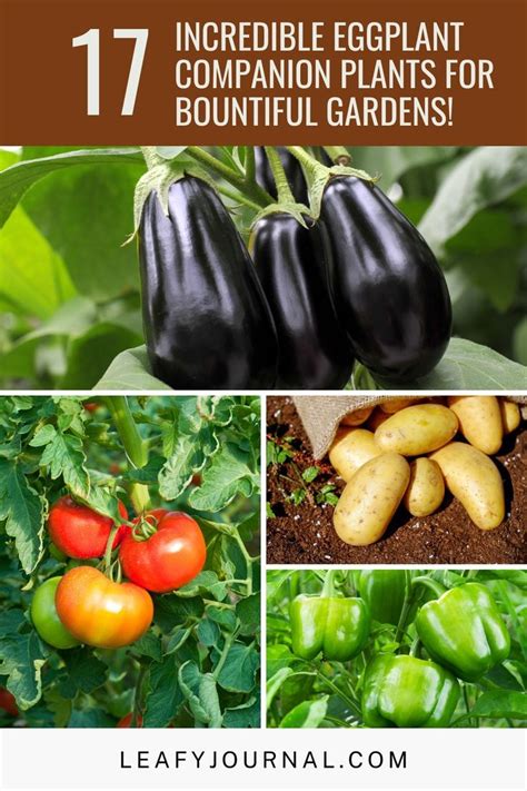 17 Incredible Eggplant Companion Plants For Bountiful Gardens In 2024