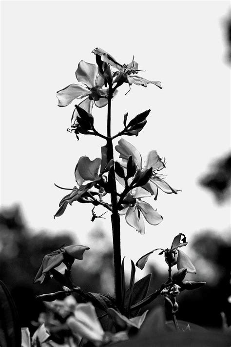 Purple Glory Tree Or Tibouchina Granulosa Black And White Photograph By