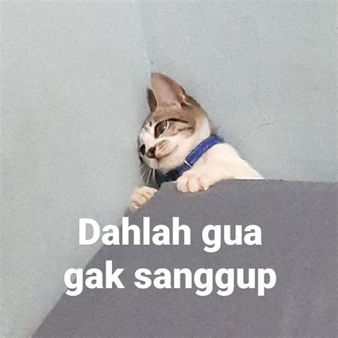 Meme Kucing Nangis Tetapi Imut Siap Wakili Kesedihanmu