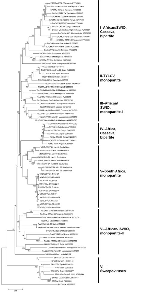 Neighbour Joining Phylogenetic Tree Indicating The Relationship Between