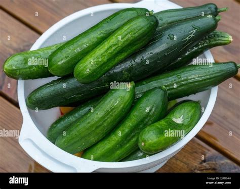 Cucumis sativus fleur Banque de photographies et dimages à haute