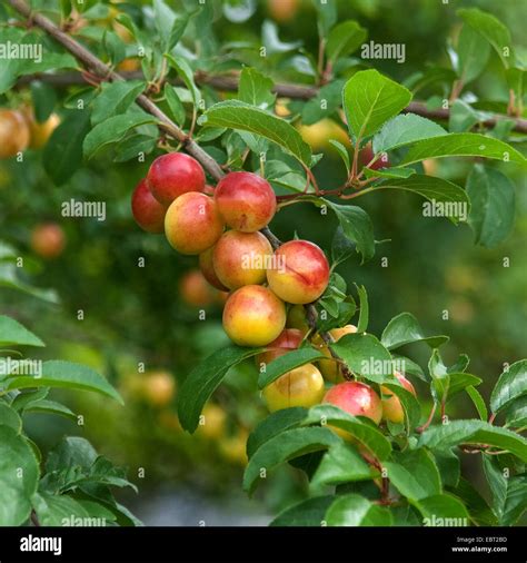 Cherry Plum Myrobalan Plum Prunus Cerasifera Cherry Plums On A Tree