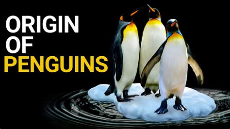 Unveiling The Mysterious Origins Of Penguins Evolutionary Wonders