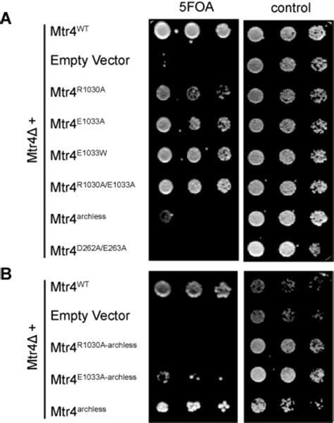 Growth Complementation Of An Mtr Knockout Strain By Ratchet Helix