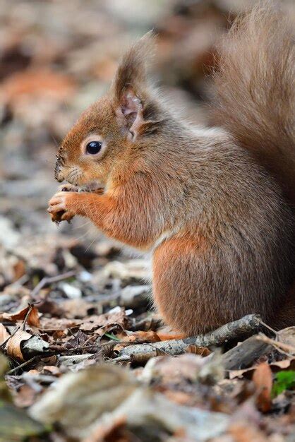 Premium Photo Portrait Of A Red Squirrel Eating A Nut