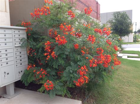 Texas Native Plants Full Sun