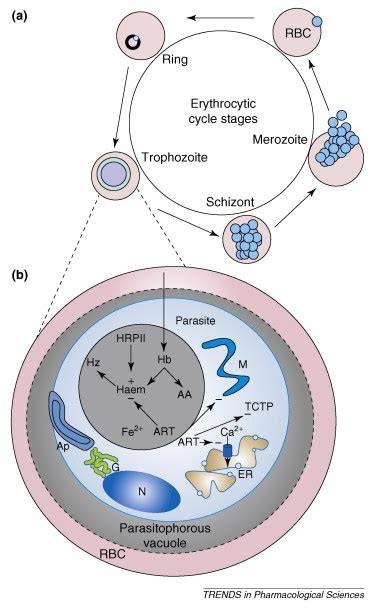 Artemisinins Their Growing Importance In Medicine Trends In