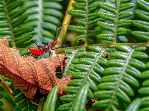 Life cycle of leaf stock image. Image of born, line, death - 20627809