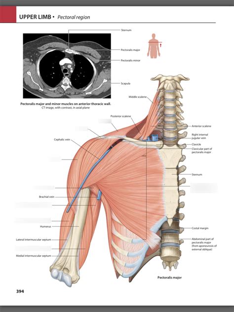 Pectoral Region Diagram Quizlet