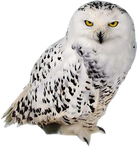 Owl Png Transparent Image Download Size 465x500px