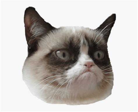 Grumpy Cat Is Grumpy 😂 - Grumpy Cat And Stan Lee, HD Png Download ...