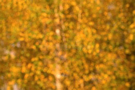 Fall Blurred Background Defocused Out Of Focus Photo Autumn Nature