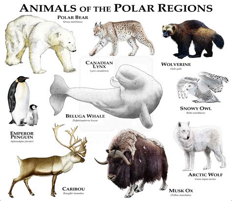 Animals Of The Polar Regions Poster Print Inkart