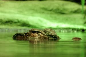 Predators of the Swamp: Understanding Crocodiles - Wildlife Blogging