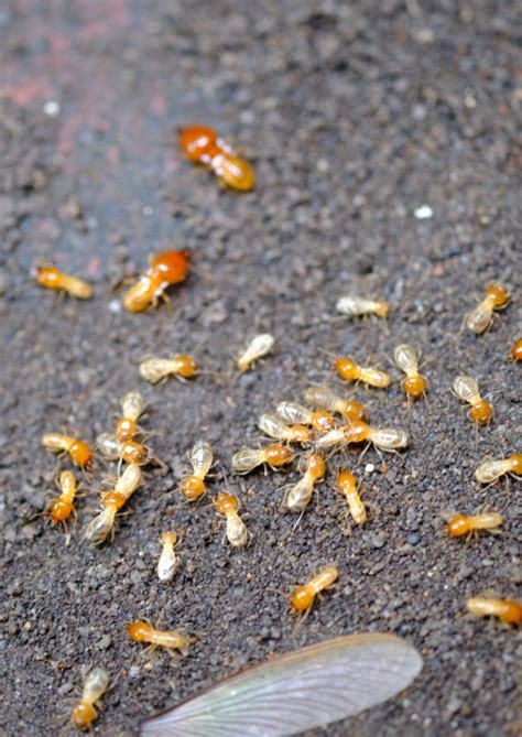 Termite Control Orange All Clear Exterminating