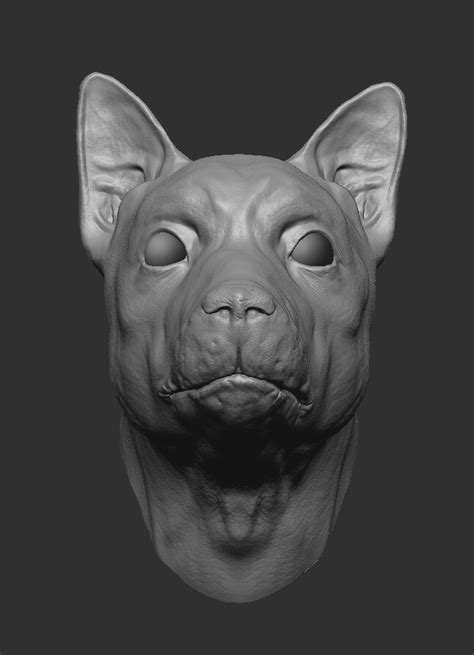 Artstation Sculpt Practice Shiba