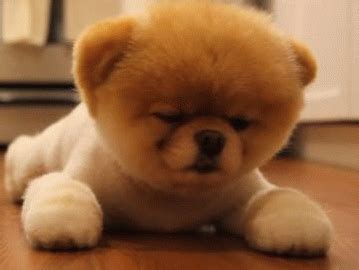 Boo Blinky GIF - Dog Boo Blinking - Discover & Share GIFs