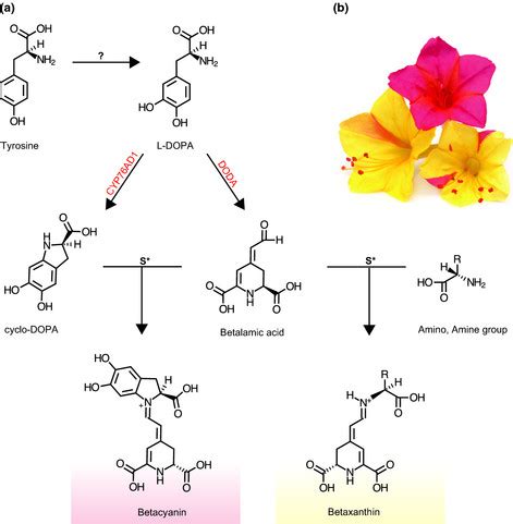 Outline Of The Betalain Biosynthetic Pathway With The Key Enzymes