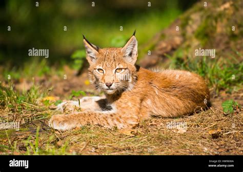 Eurasian Lynx Northern Lynx Lynx Lynx Juvenile Lying On The Forest