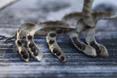 How To Collect Lupine Seeds Harvest And Storage Farmhouse Blooms