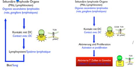 Pr Sentation Des Antig Nes Et Activation Des Cellules T