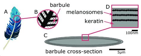 Iridescent Plumage Is Produced By Nanostructures In The Feather