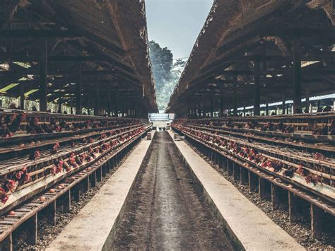 Poultry Slaughterhouse Abu Dhabi