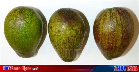 Hoy Tamaulipas Nacional Identifica Agricultura Aguacates Criollos Con