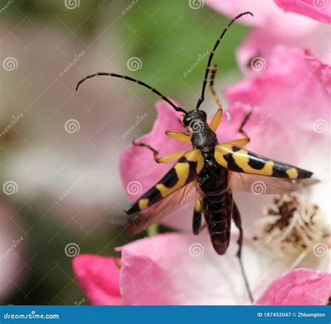 Spotted Longhorn Beetle Rutpela Maculata On A Pink Rose Stock Image