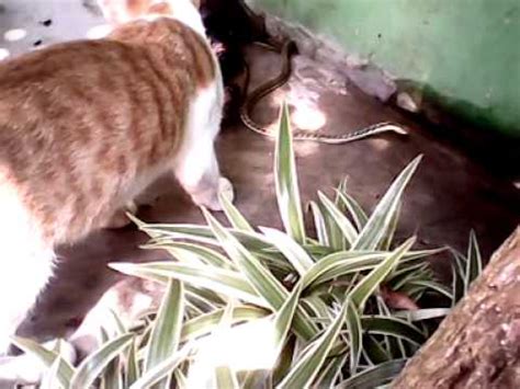 Pertarungan Kucing VS Ular YouTube