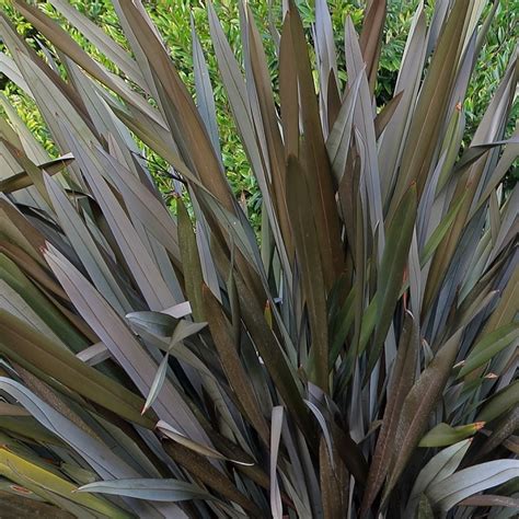 Vivai Guardini Verona Prodotti Phormium Cookianum Purpureum