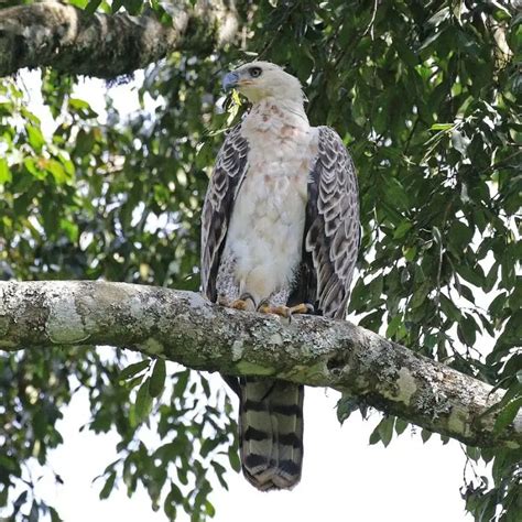 Crowned Eagle - Facts, Diet, Habitat & Pictures on Animalia.bio