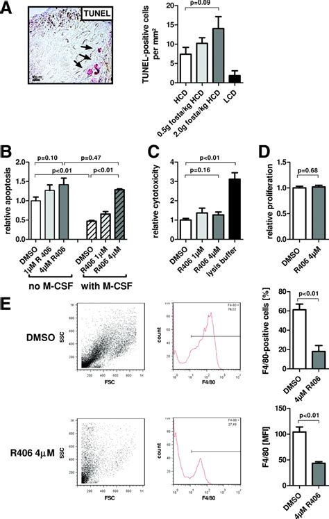 The Oral Spleen Tyrosine Kinase Inhibitor Fostamatinib Attenuates