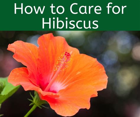 How To Care For Hibiscus Plants Beat Your Neighbor