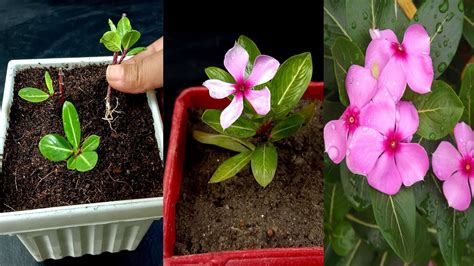 How To Grow Vinca Plant Grow Vinca Cutting Faster Using This Process