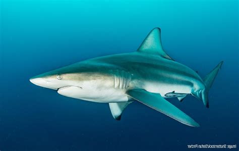 Blacktip Shark - Oceana