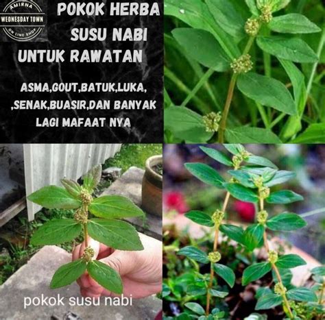 POKOK HERBA POKOK SUSU NABI SEJENIS POKOK HERBA MAFAAT UNTUK