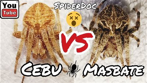 CEBU Vs MASBATE Fast Fight Muna Tayo Spider Fight YouTube