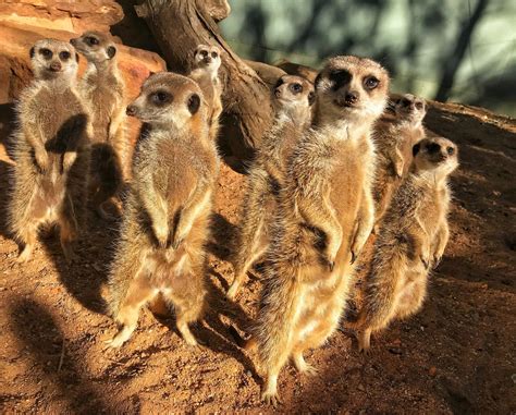 15 reasons to celebrate World Meerkat Day | Taronga Conservation