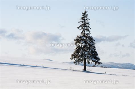 冬の晴れた日の雪の畑に立つマツの木 美瑛町の写真素材 233048433 イメージマート