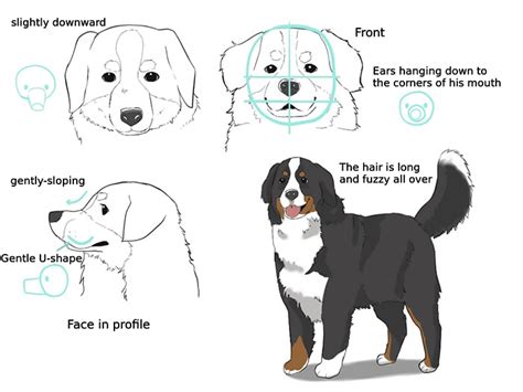 How to Draw Different Types of Dogs | MediBang Paint - the free digital ...