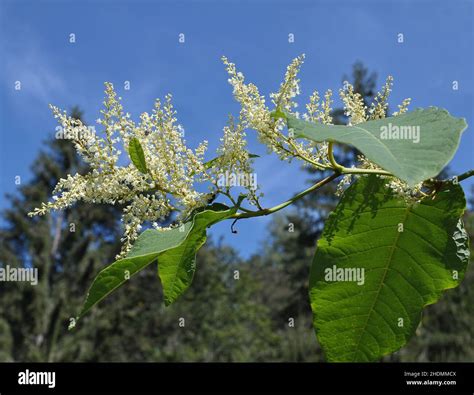 Japanese Knotweed Japanese Knotweeds Stock Photo Alamy